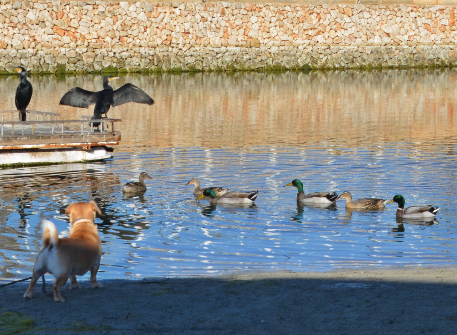 was sind das für komische Hunde?