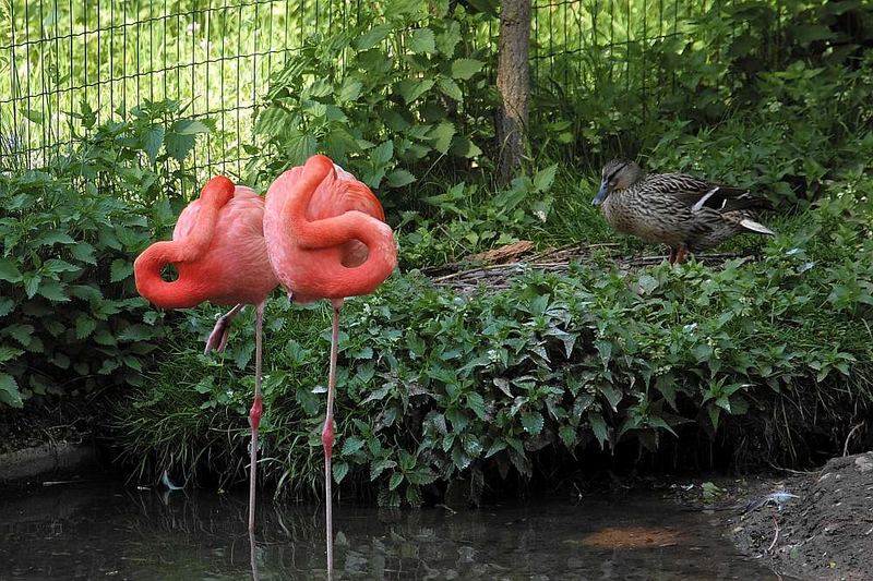 Was sind das für Schlafmützen ?