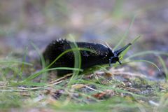 Was sind das für Streifen? ( halbkreisförmig um die Schnecke herum)