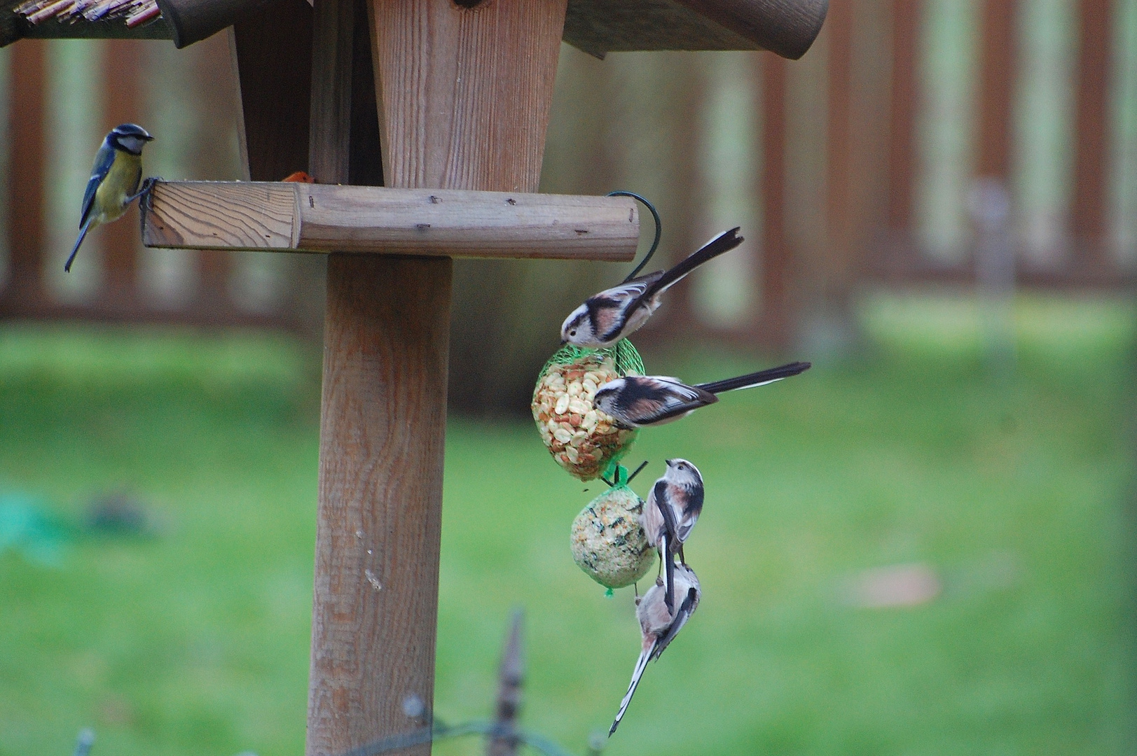 Was sind das für Vögel?