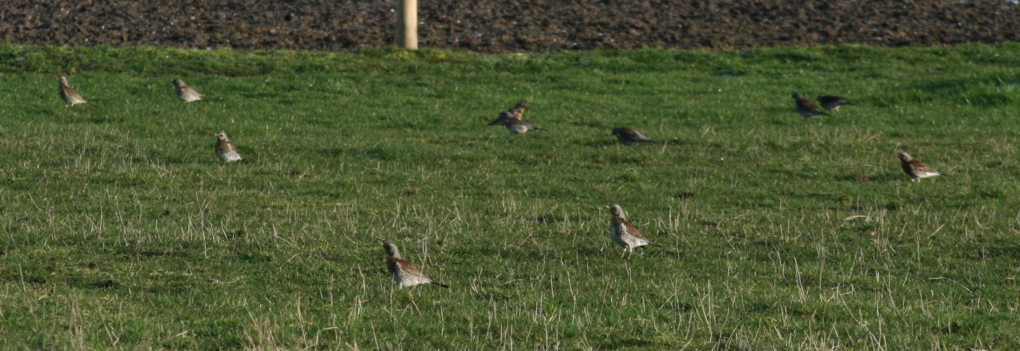 Was sind das für Vögel?