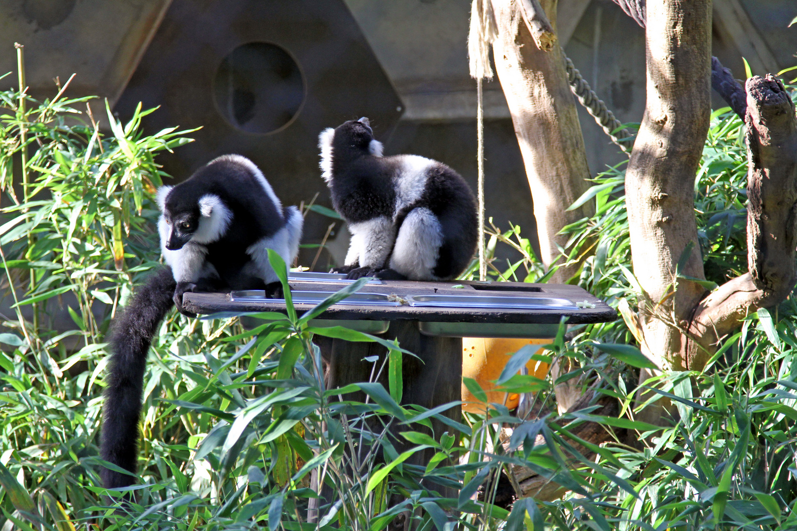 Was sind den das für niedliche Pelztiere? Im Zoo Heidelberg