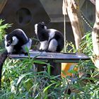 Was sind den das für niedliche Pelztiere? Im Zoo Heidelberg