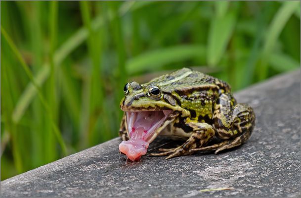 Was sind die schnell mit der Zunge   . . .