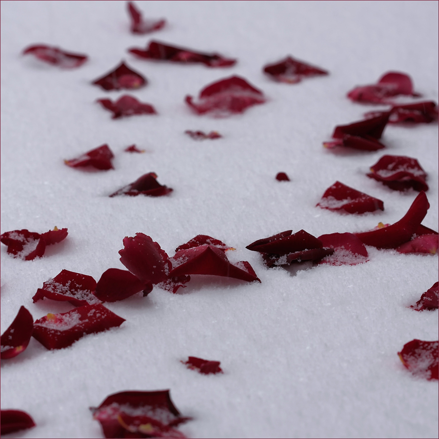 Was sind Rosen ohne dich? Foto & Bild | emotionen, sehnsucht , gedanken