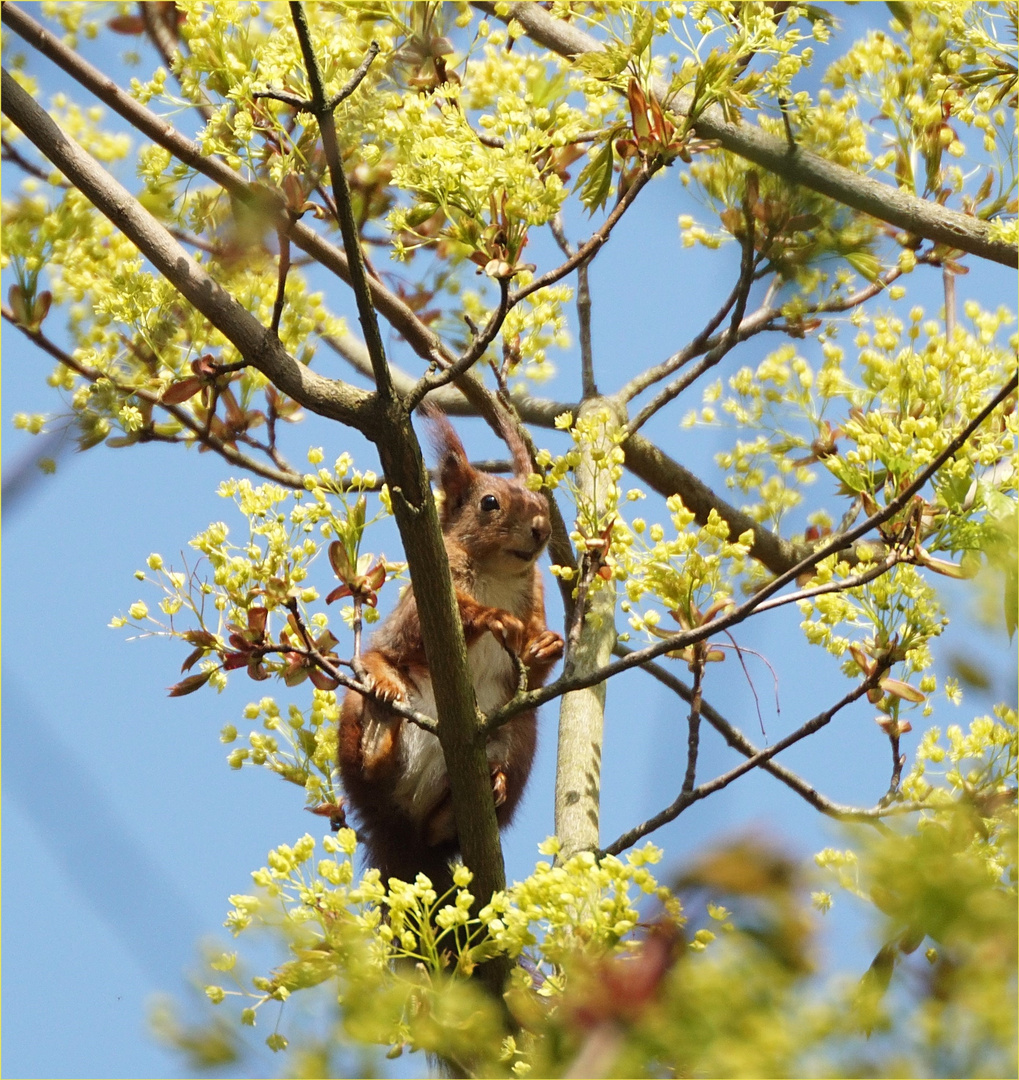 Was sitzt denn da im Baum?:-)