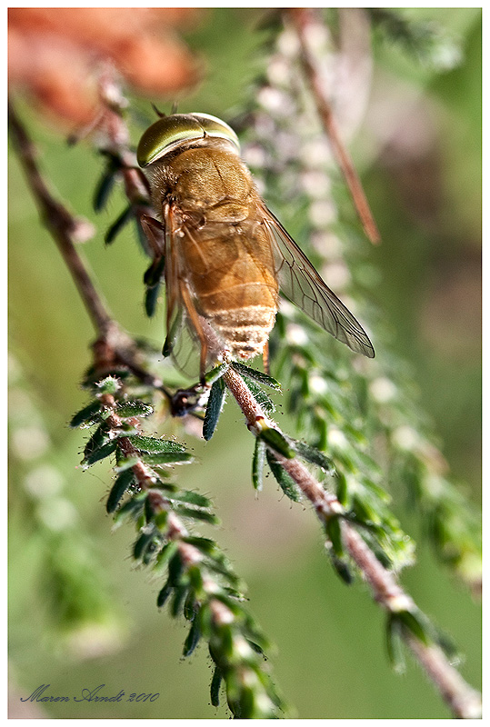 ? Was sitzt dort in der Heide ...