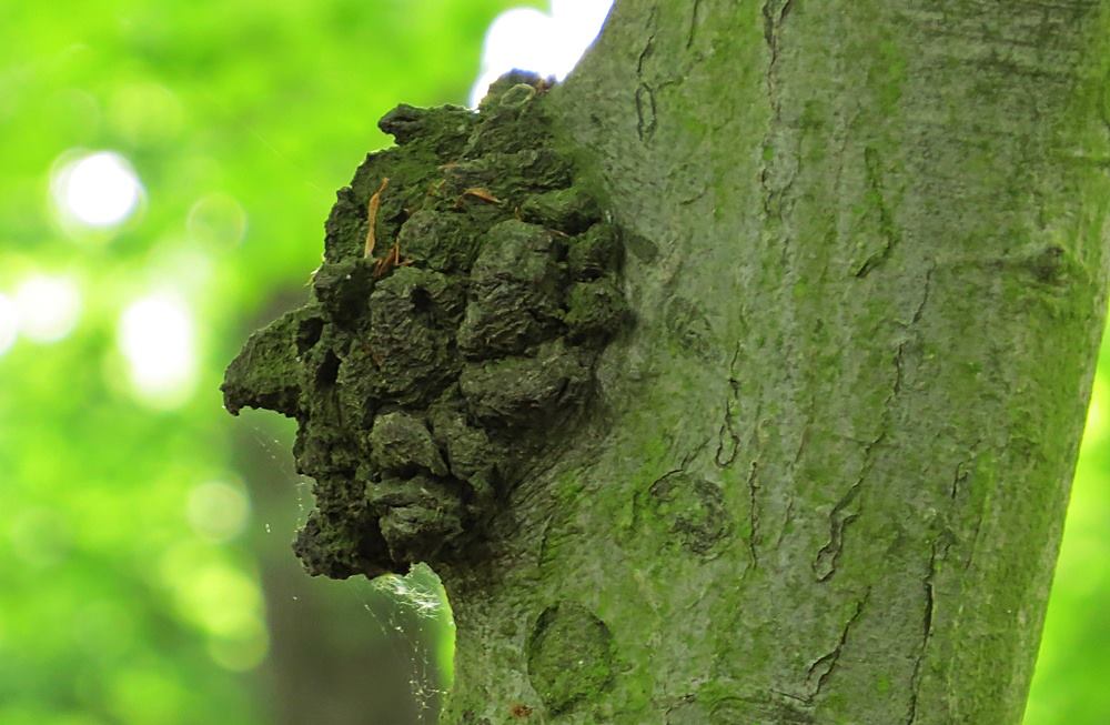 Was so alles am Baum wächst.