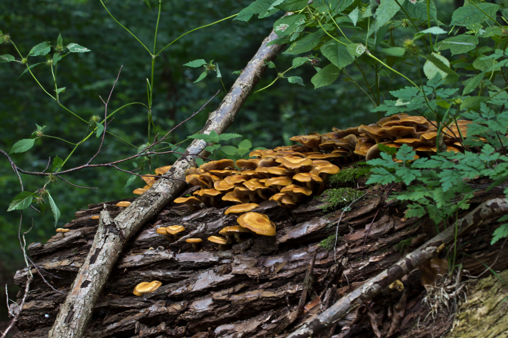 Was so alles auf einem alten Baum wächst ...