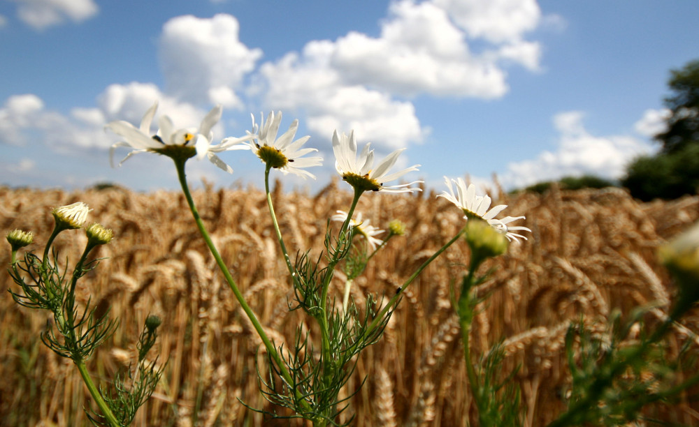 Was so alles im Kornfeld blüht...