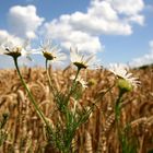 Was so alles im Kornfeld blüht...