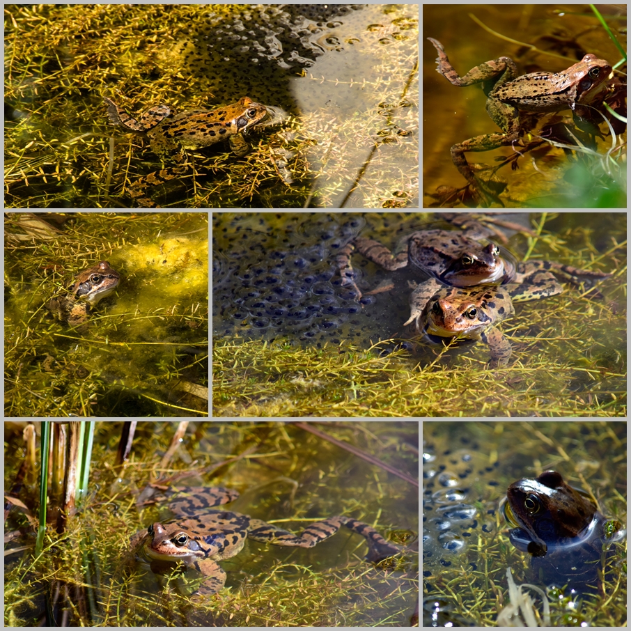 was so Alles quakt.... naa eher gurrt... hab ja Gurrfrösche.... :)