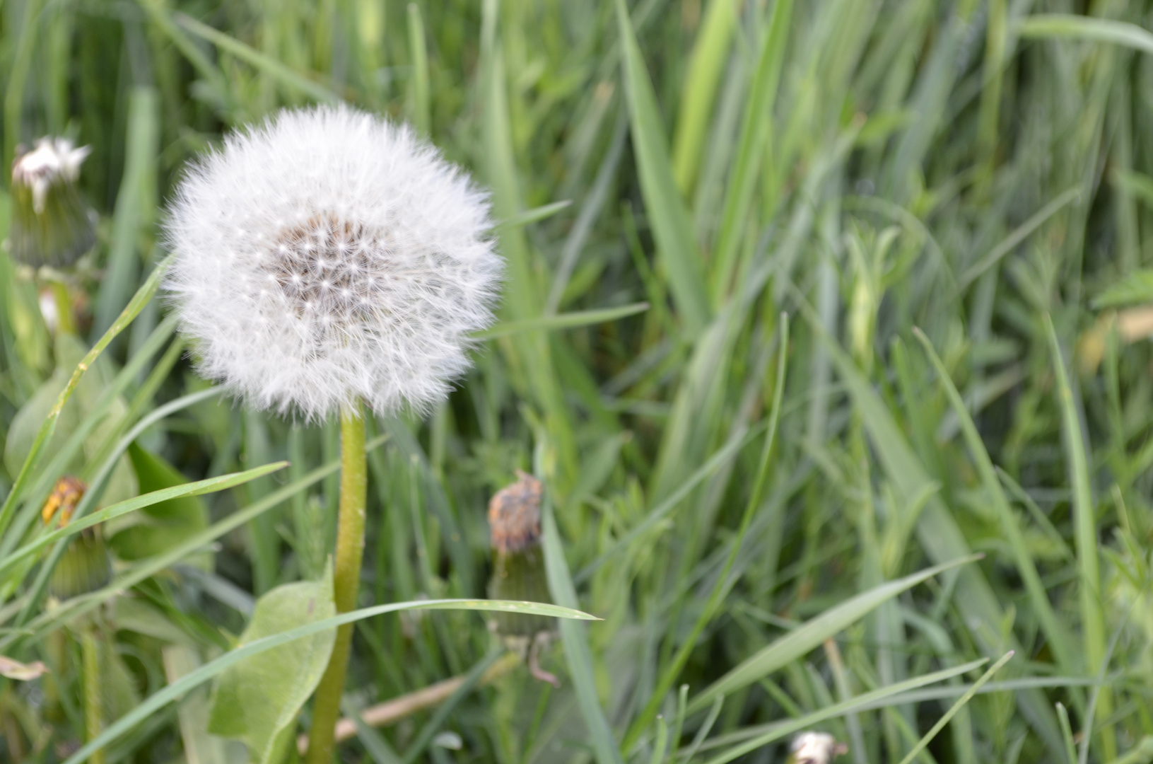 Was so auf der Wiese wächst