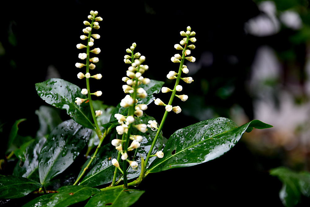 was so im Garten blüht