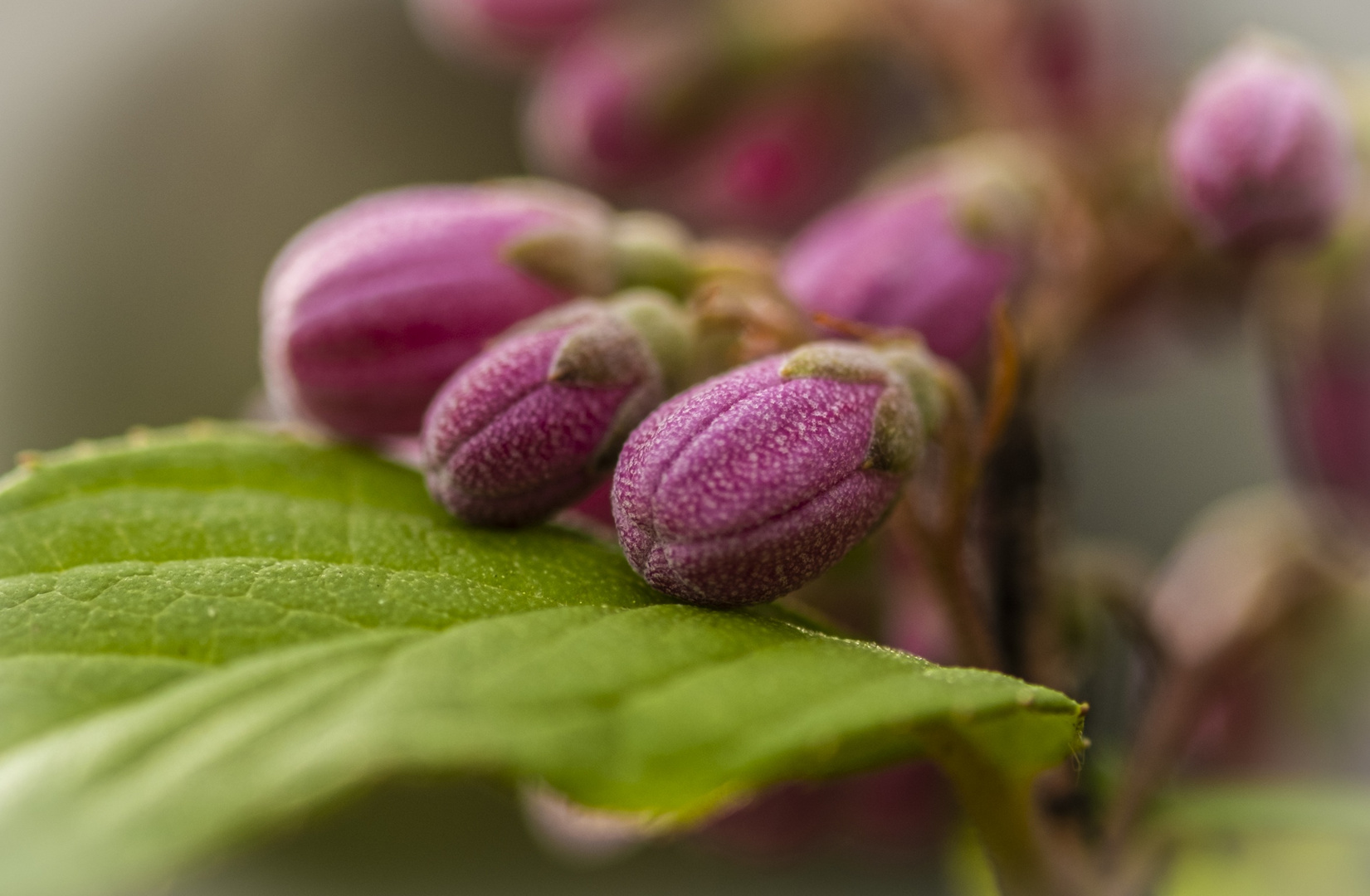 Was so im Garten blüht