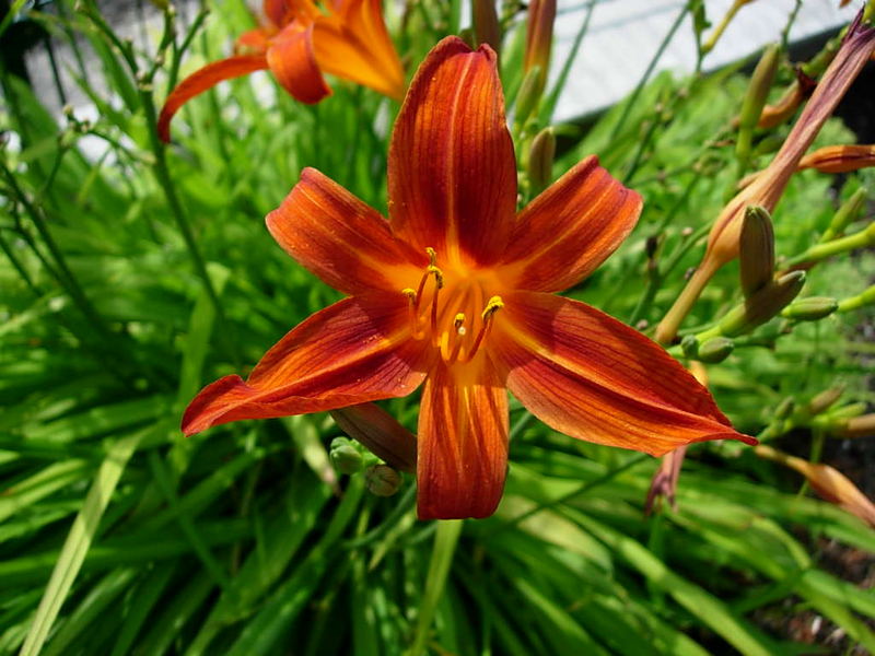 Was so in unsrem Garten wächst....