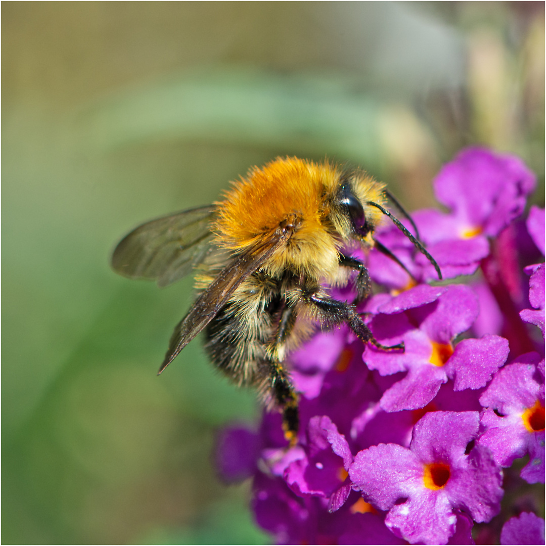 Was so kreucht und fleucht (10) - Ackerhummel (Bombus pascuorum) . .