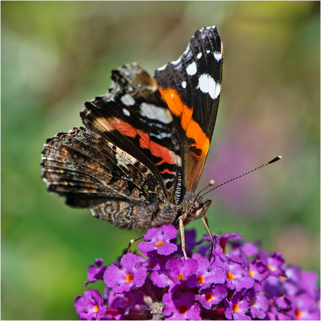 Was so kreucht und fleucht (11) -  Admiral (Vanessa atalanta, Syn.: Pyrameis atalanta) . . .