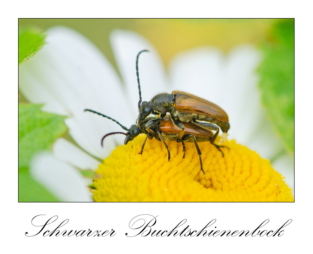 Was so kreucht und fleucht (6) - Schwarzer Buchtschienenkäfer (Stenocorus quercus)