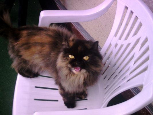 ..was soll der ganze Zirkus hier ?