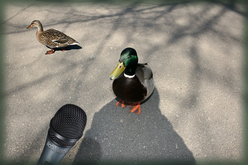 "......was soll ich noch weiter sagen. Meine Frau, die Ente, versteht mich nicht mehr!"