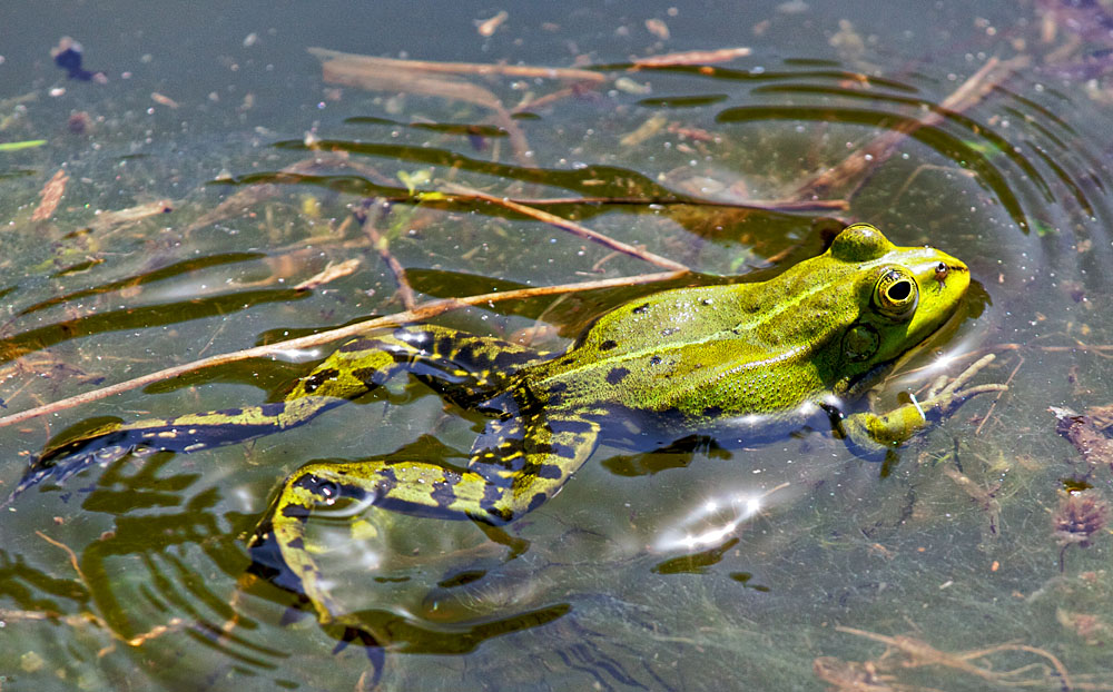 Was soll ich schreiben: Frosch :-)