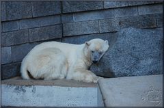 Was soll man als Eisbär in...................