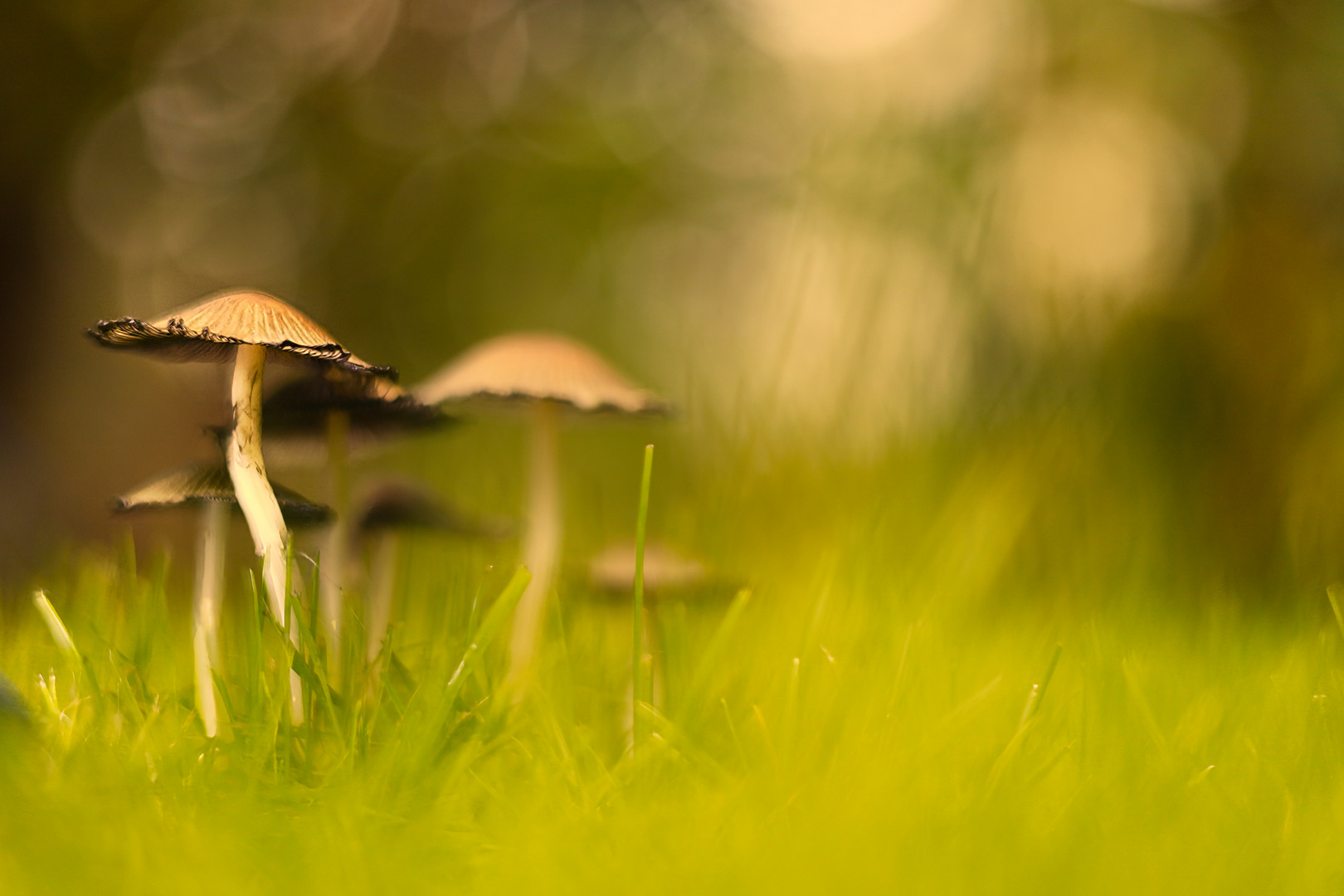 Was steht denn da in meinem Garten