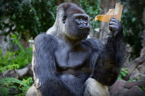 Was steht hier: "NICHT ESSBAR"