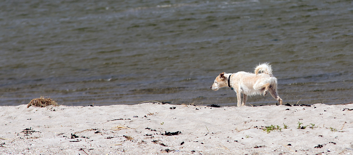 Was störte es den Strand, wenn...........