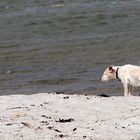 Was störte es den Strand, wenn...........