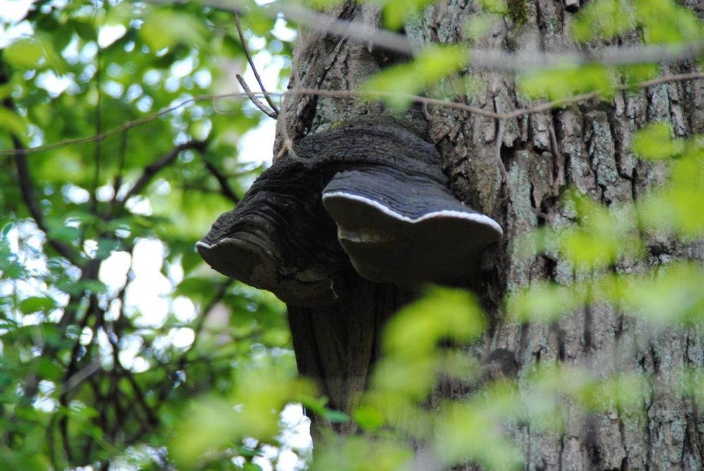 was sucht der Elefant im Baum