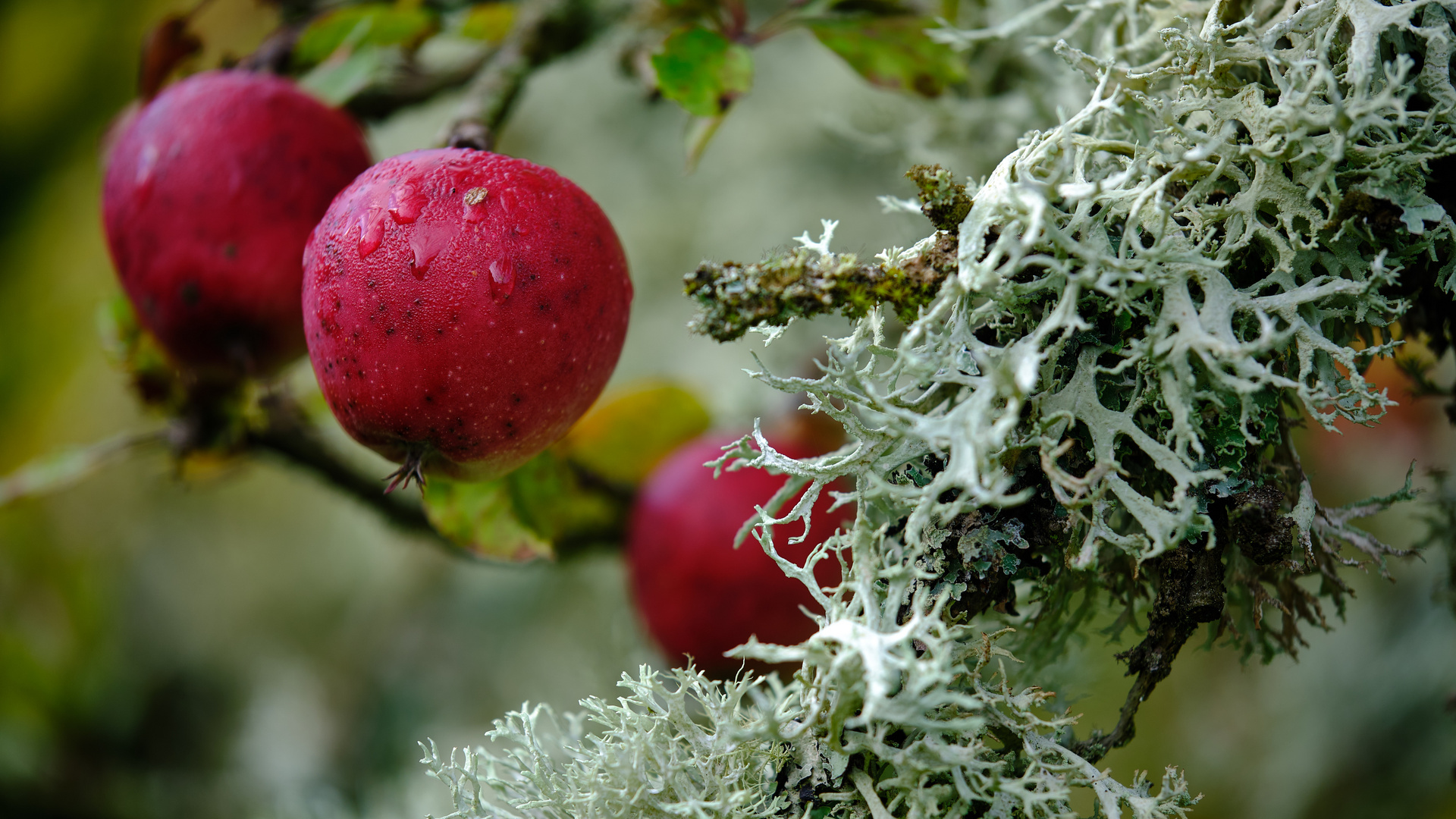 Was sucht die Pflaumenflechte auf dem Apfelbaum?