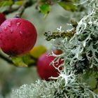 Was sucht die Pflaumenflechte auf dem Apfelbaum?