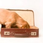 Was sucht ein Hund im Koffer?