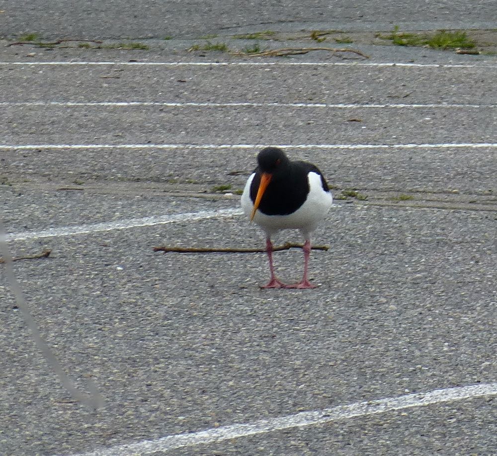 Was sucht er in Heide auf einem Parkplatz