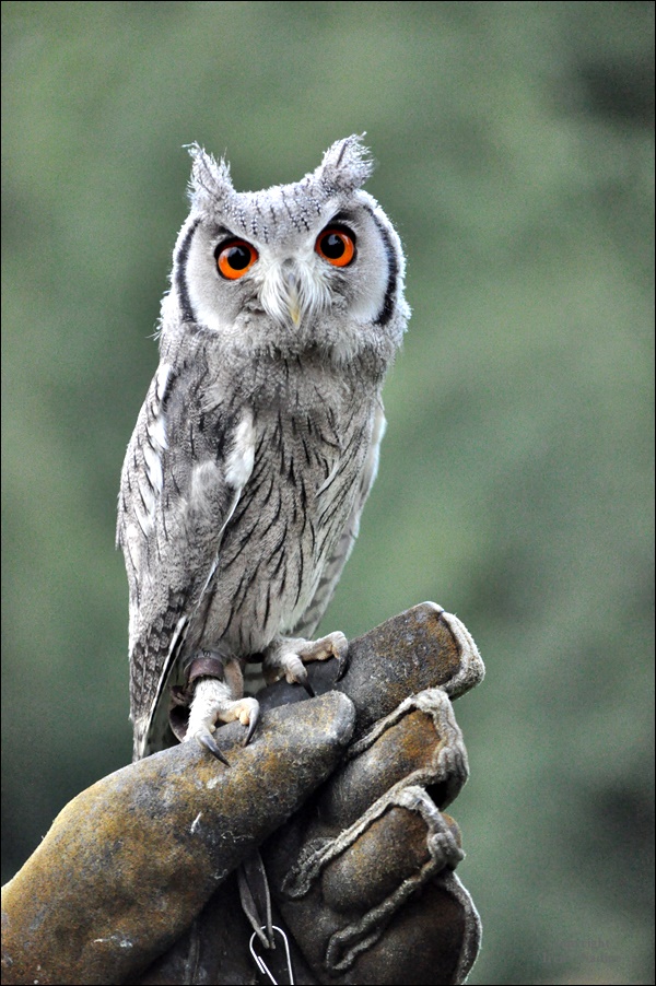 Was Süßes zum Sonntag...