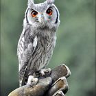 Was Süßes zum Sonntag...