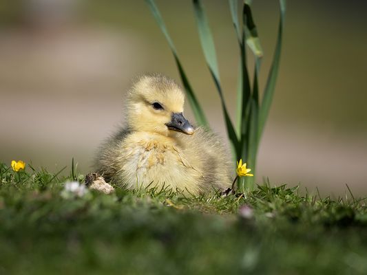 Was Süßes zum Wochenende