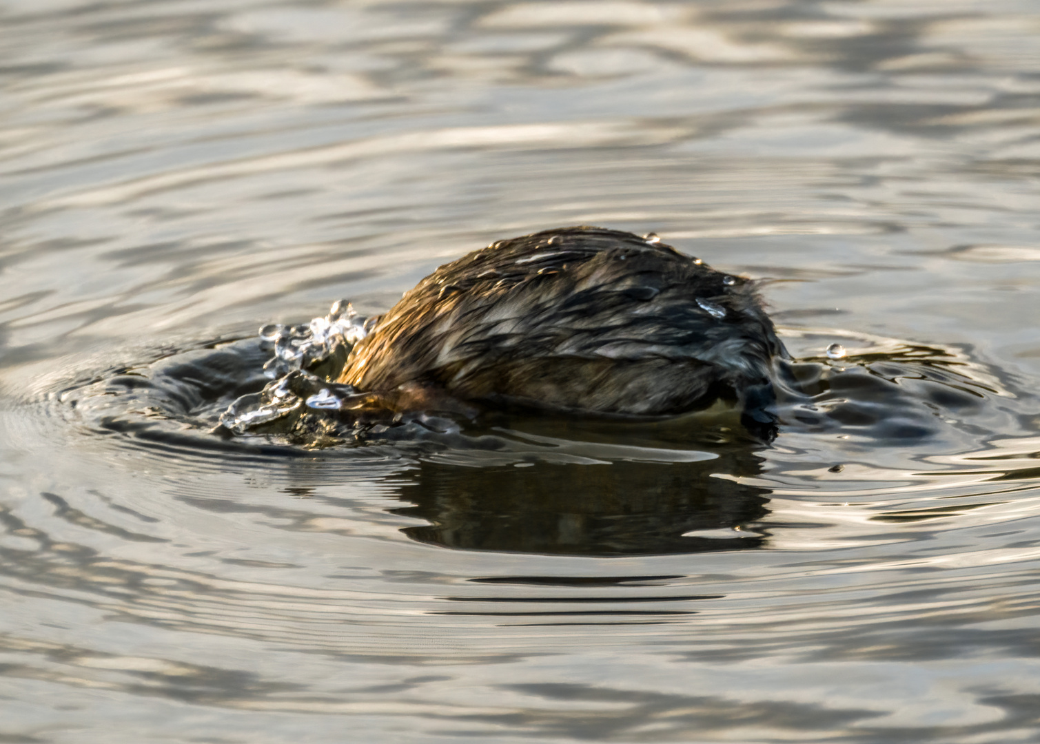 "WAS TAUCHT HIER GERADE AB"? Vogel? Bisam? Ungeheuer von Lochness?