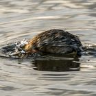 "WAS TAUCHT HIER GERADE AB"? Vogel? Bisam? Ungeheuer von Lochness?