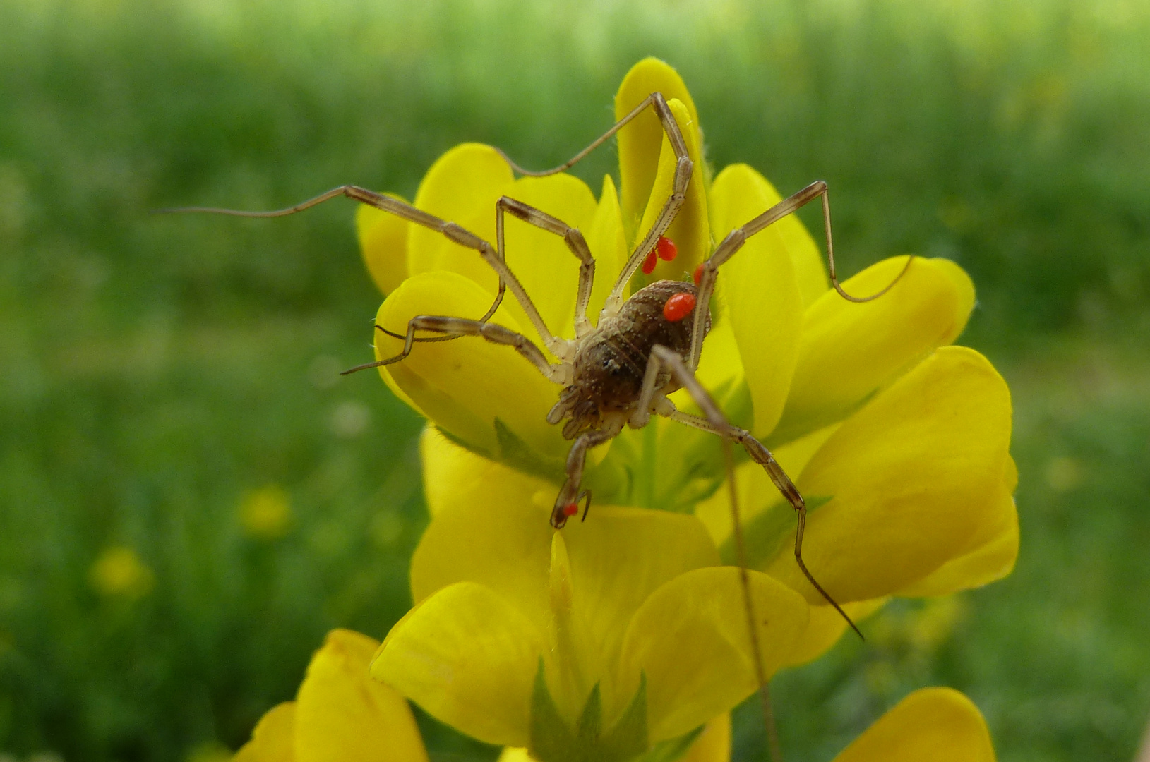 Was trägt denn diese Spinne mit sich herum?