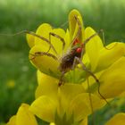 Was trägt denn diese Spinne mit sich herum?