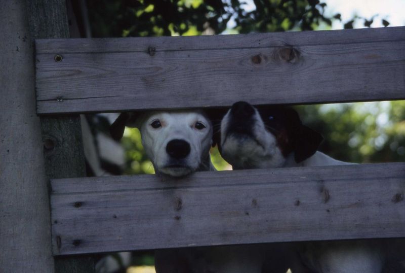 Was treibt Herrchen da?