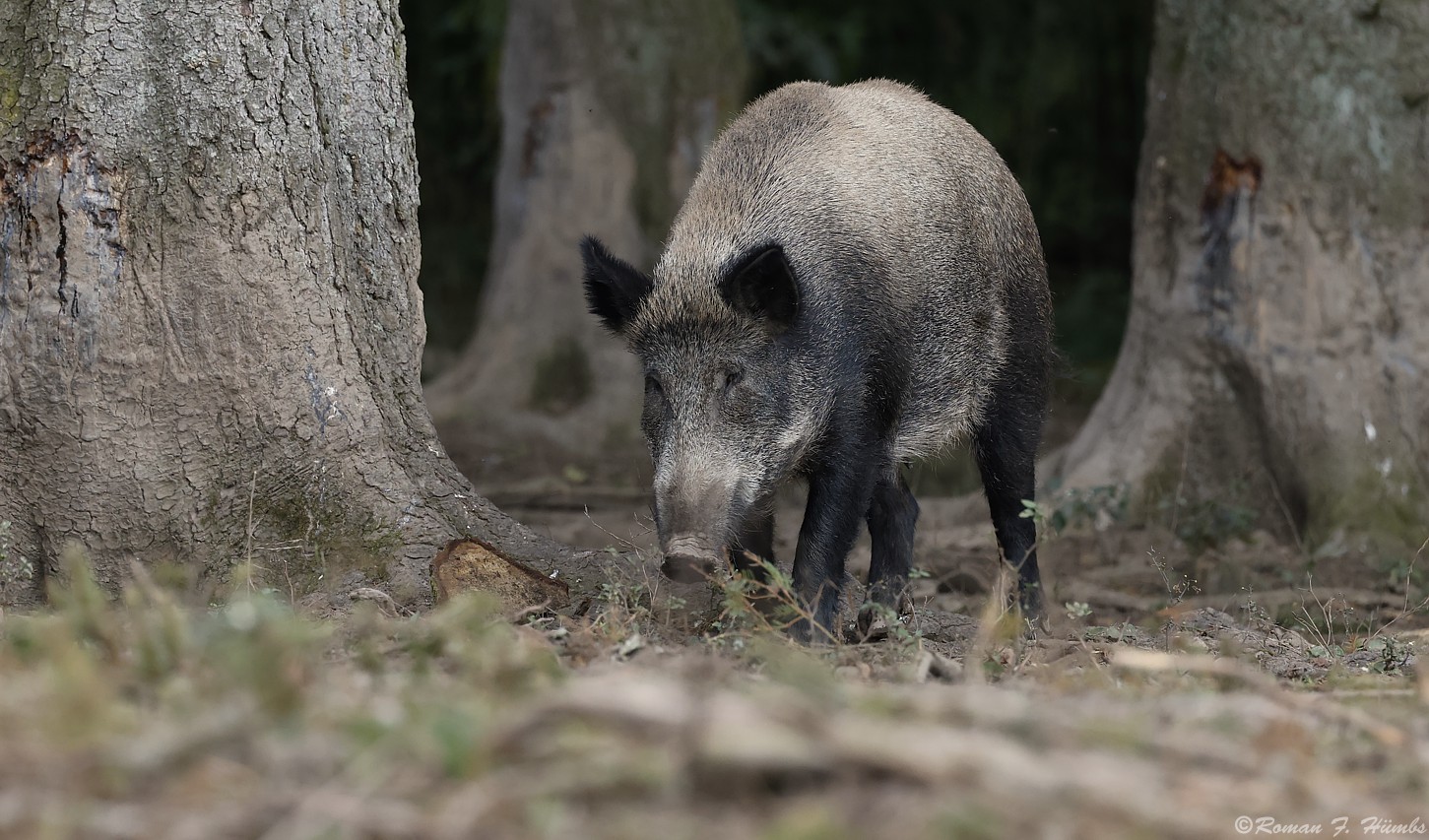 Was trottet denn da durch den Wald?