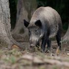 Was trottet denn da durch den Wald?