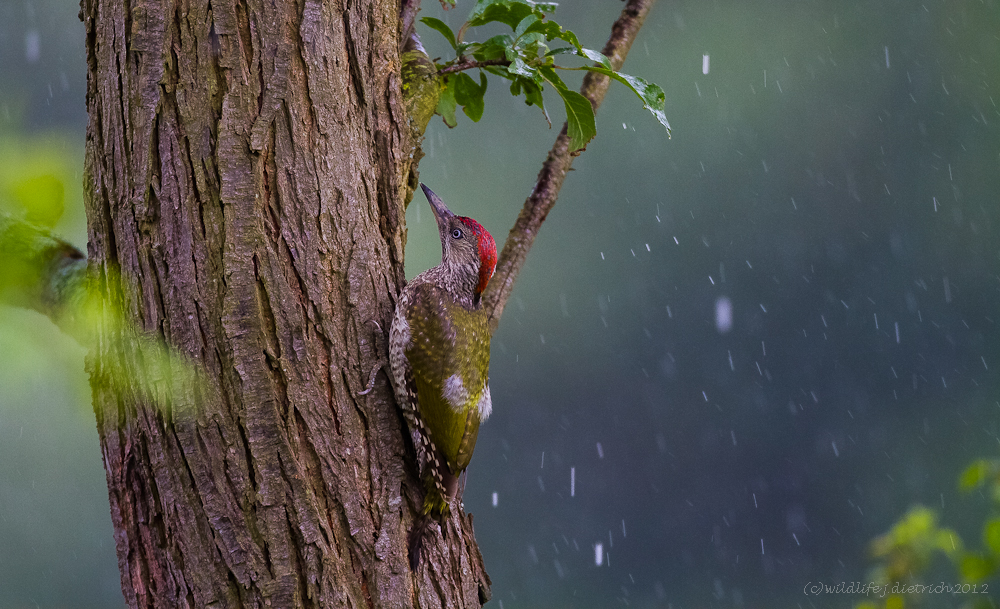 Was tun bei intensivem Regen ? (2.)