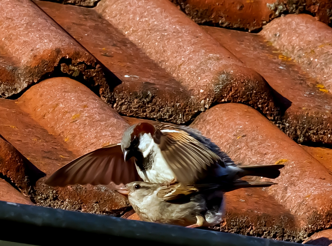 Was tun Vögel ?