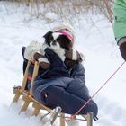 Was tun wenn's dem Hund zu kalt wird?