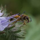 Was tut man nicht alles für die leckersten Pollen